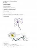 Cycle de la vie et grandes fonctions : le neurone