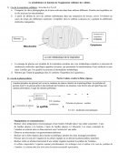 Le métabolisme, fonction de l’équipement cellulaire des cellules Le métabolisme, fonction de l’équipement cellulaire des cellules