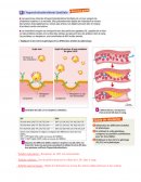 L'hypercholestérolémie L'hypercholestérolémie