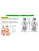 Fiche de révision - le système endocrinien Fiche de révision - le système endocrinien